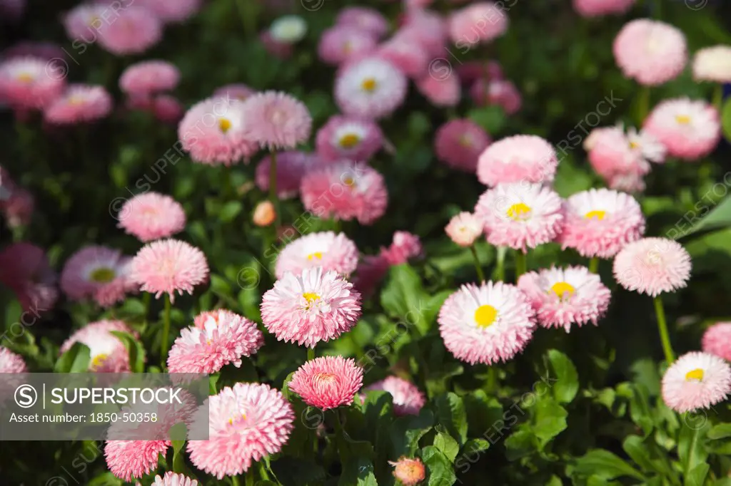 Plants, Flowers, Daisy, Mass of pink Bellis Perennis daisies growing wild.