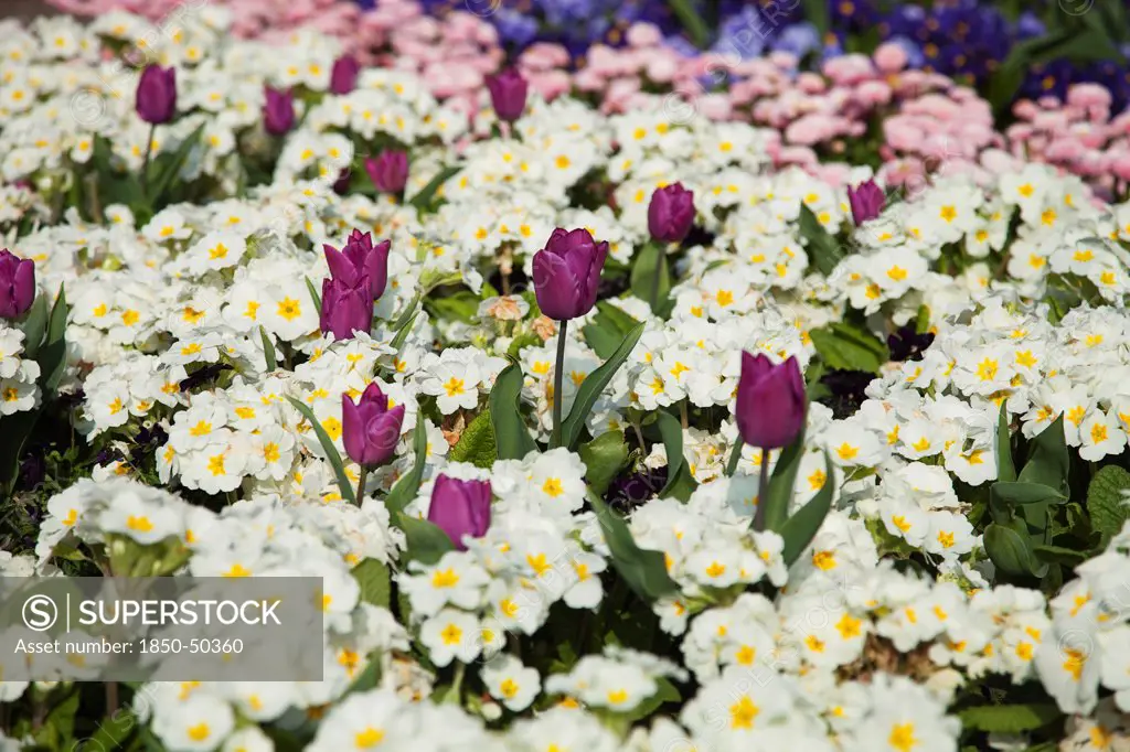 Plants, Flowers, Mixed, Garden with abundance of colourful Tulip and Primrose flowers
