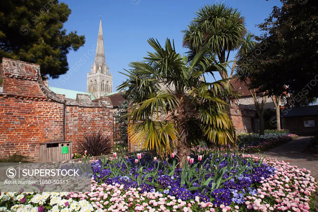 Plants, Flowers, Mixed, England West Sussex Chichester Garden with abundance of colourful Tulip and Primrose flowers and Cathedral Spire behind.