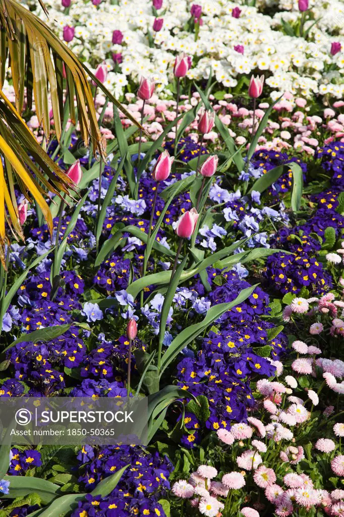 Plants, Flowers, Mixed, Garden with abundance of colourful Tulip and Primrose flowers