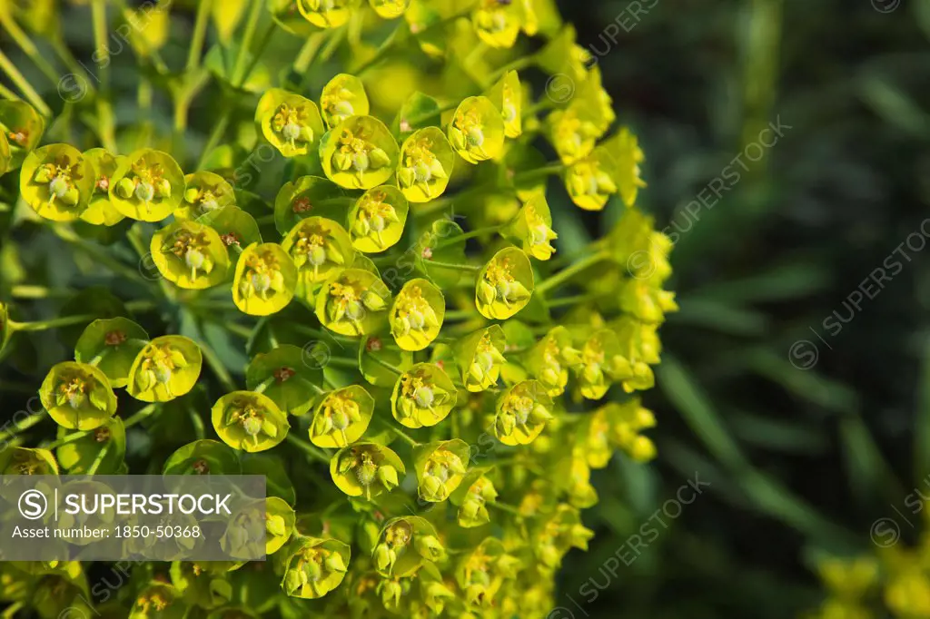 Plants, Flowers, Euphorbia, Close up of Spurge flowers Euphorbia Amygdaloides Robbaie.