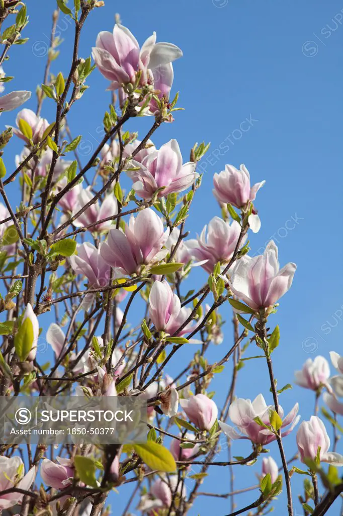 Plants, Flowers, Magnolia, Close of flowering Pink Magnolia soulangeana tree.