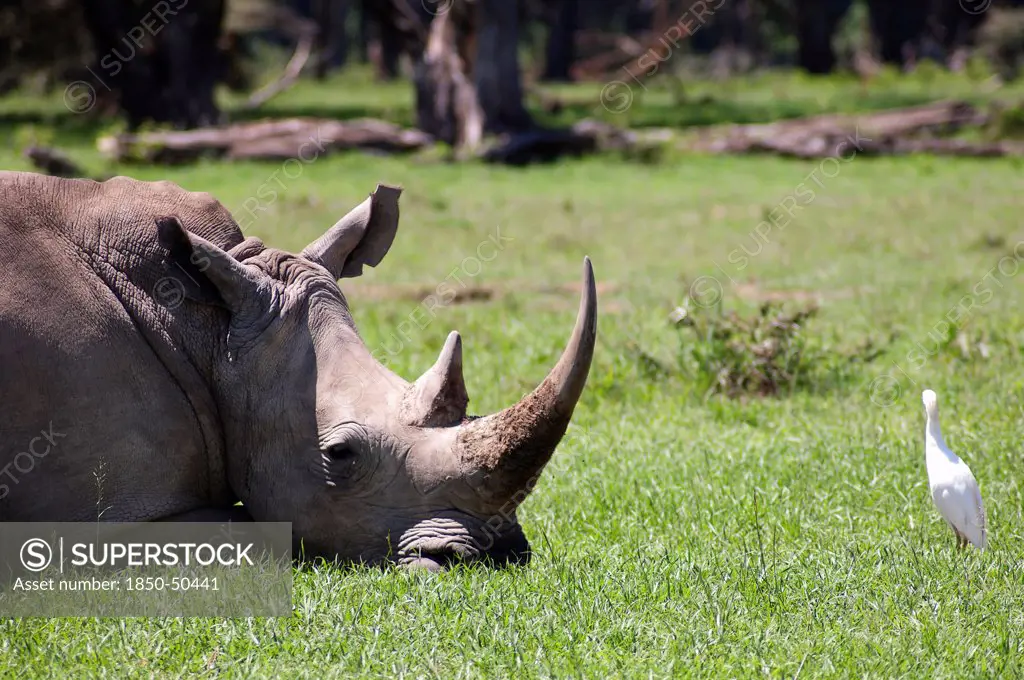 Kenya, Lake Nakuru National Park, White Rhinoceros.