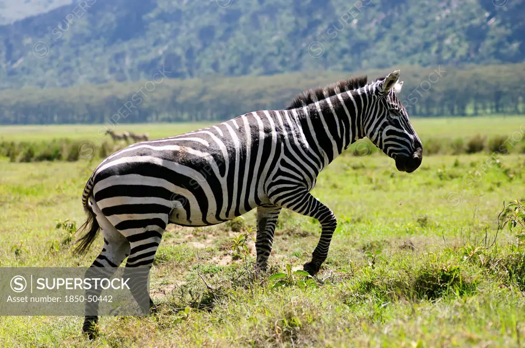 Kenya, Lake Nakuru National Park, Plains Zebra.