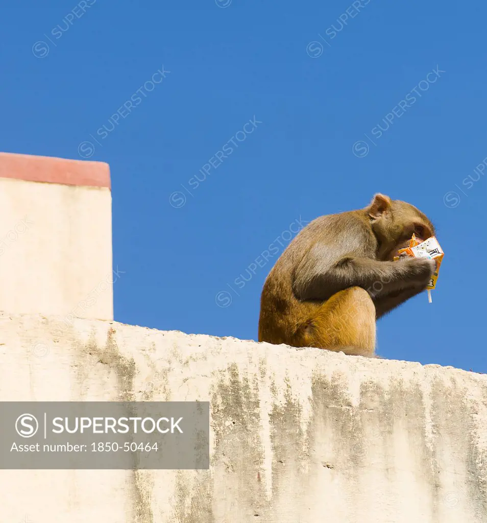Nepal, Kathmandu, Monkey sitting on wall eating from discarded rubbish at the Swayambunath Monkey Temple.