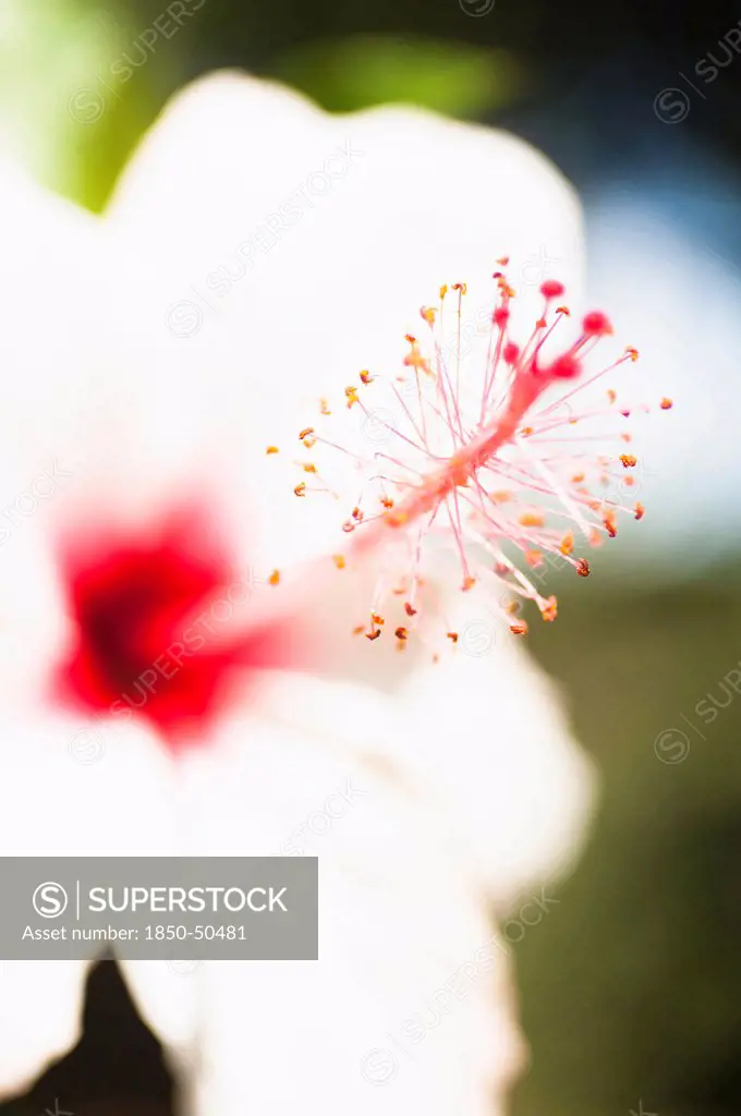 Plants, Flowers, White Hibiscus flower with detail of vivid red pistil and stamen.
