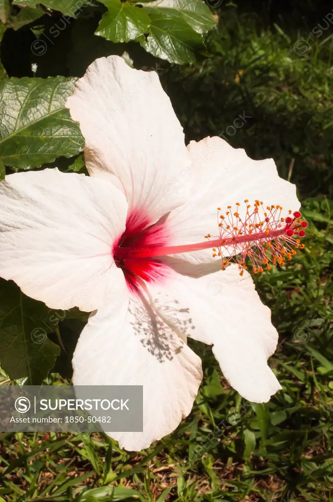 Plants, Flowers, White Hibiscus flower with detail of vivid red pistil and stamen.