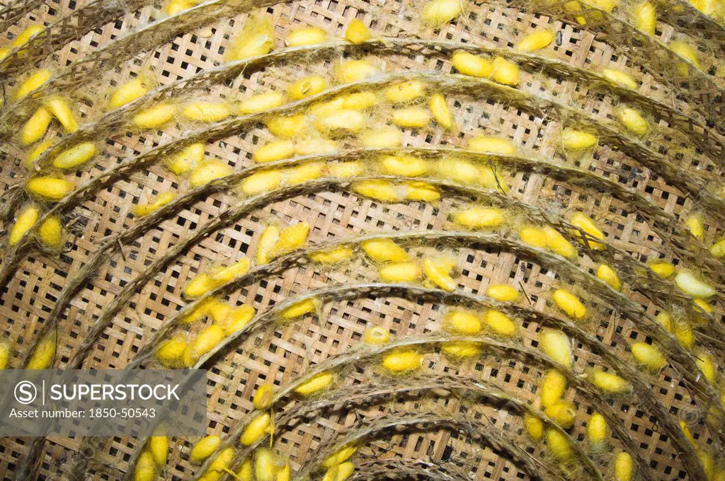 Cambodia, Siem Reap, The vivid yellow cocoons of silk worms ready to be harvested a stage in the farming and making of silk.