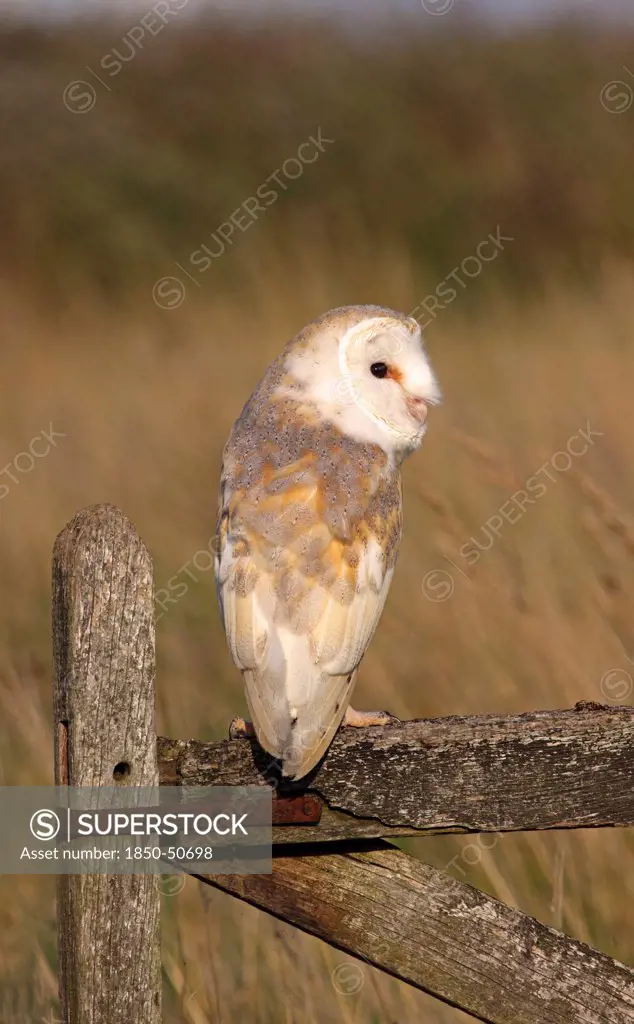 Animals, Birds, Owls, Barn owl Tyto alba Perched On Old Farm Gate in field South West England UK.