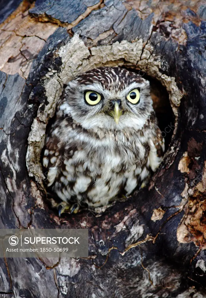 Animals, Birds, Owls, Little owl Athene noctua Perched in hole of tree South West England UK.