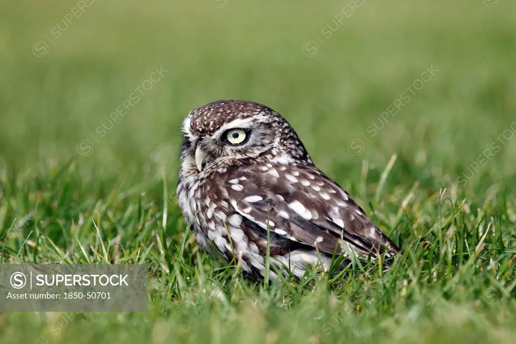 Animals, Birds, Owls, Little owl Athene noctua Standing on ground in grass North Yorkshire England UK.