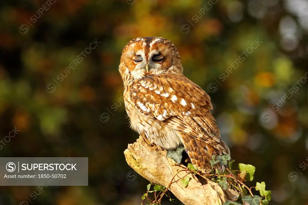 Animals, Birds, Owls, Tawny owl Strix aluco Perched on ivy covered branch eyelids half closed North Wales UK.