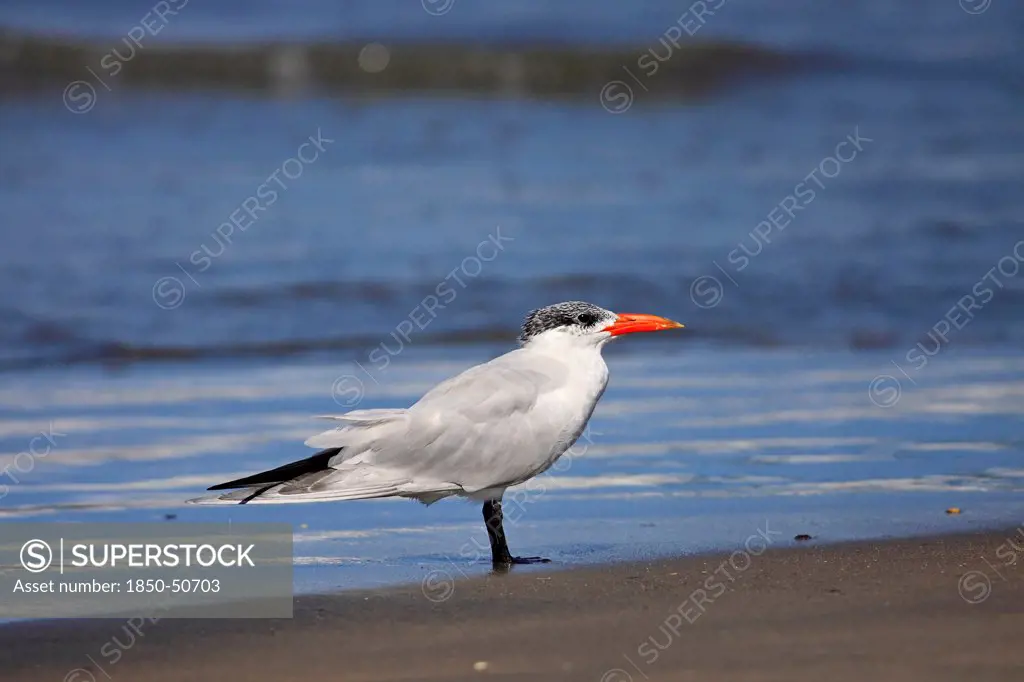 Animals, Birds, Terns, Caspian tern Sterna caspia In Eclipse Plumage Standing At Waters Edge In Wintering Grounds December The Gambia West Africa.