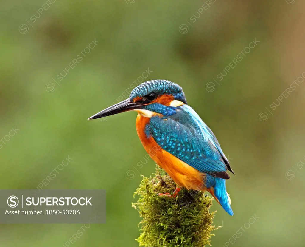 Animals, Birds, Kingfishers, Kingfisher Alcedo atthis Female perched on mossy branch in woodland