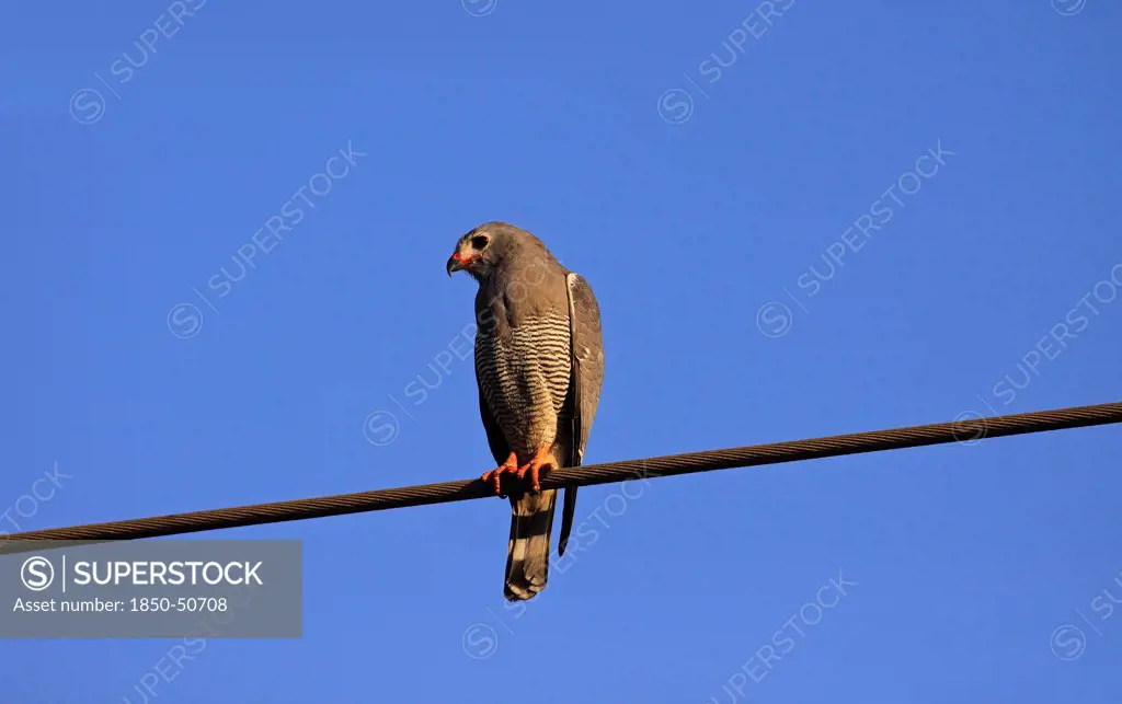 Animals, Birds, Bird of Prey, Lizard buzzard Kaupifalco monogrammicus Perched on steel cable against a deep blue sky The Gambia West Africa.