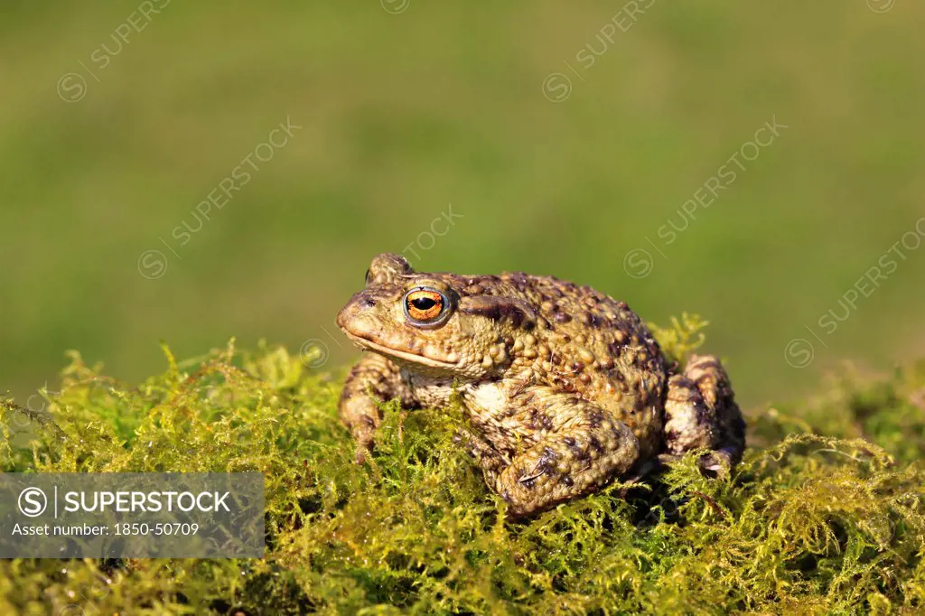 Animals, Amphibians, Toads, Common toad Bufo bufo sat on mossy vegetation March Shropshire England UK.
