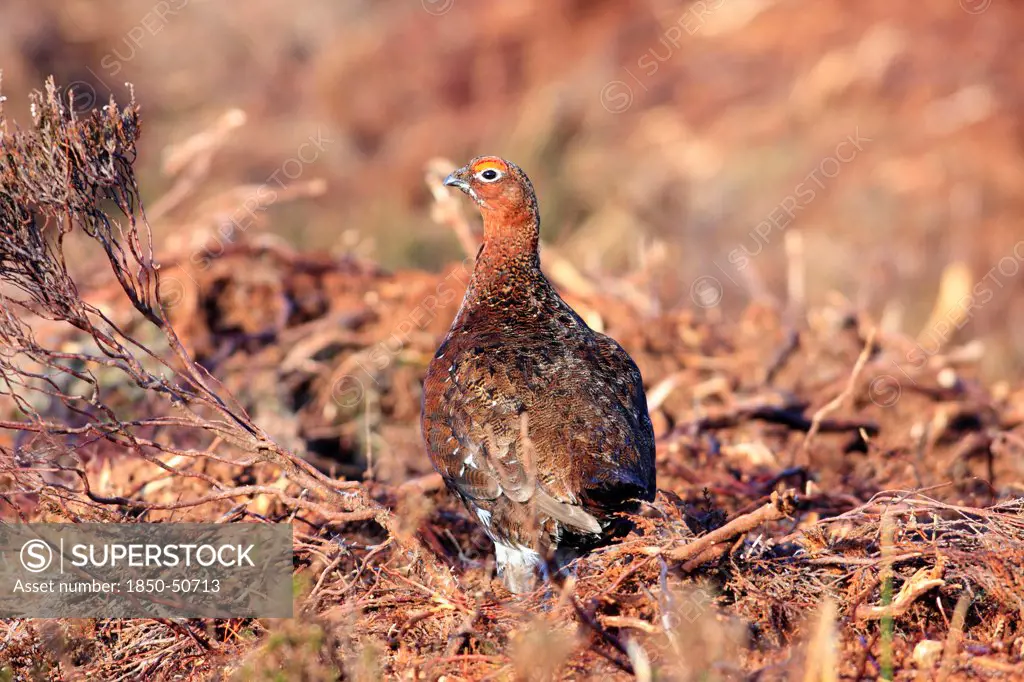 Animals, Birds, Grouse, Red grouse Lagopus lagopus Male standing in burnt heather with head turned viewed from behind North Yorkshire England UK.