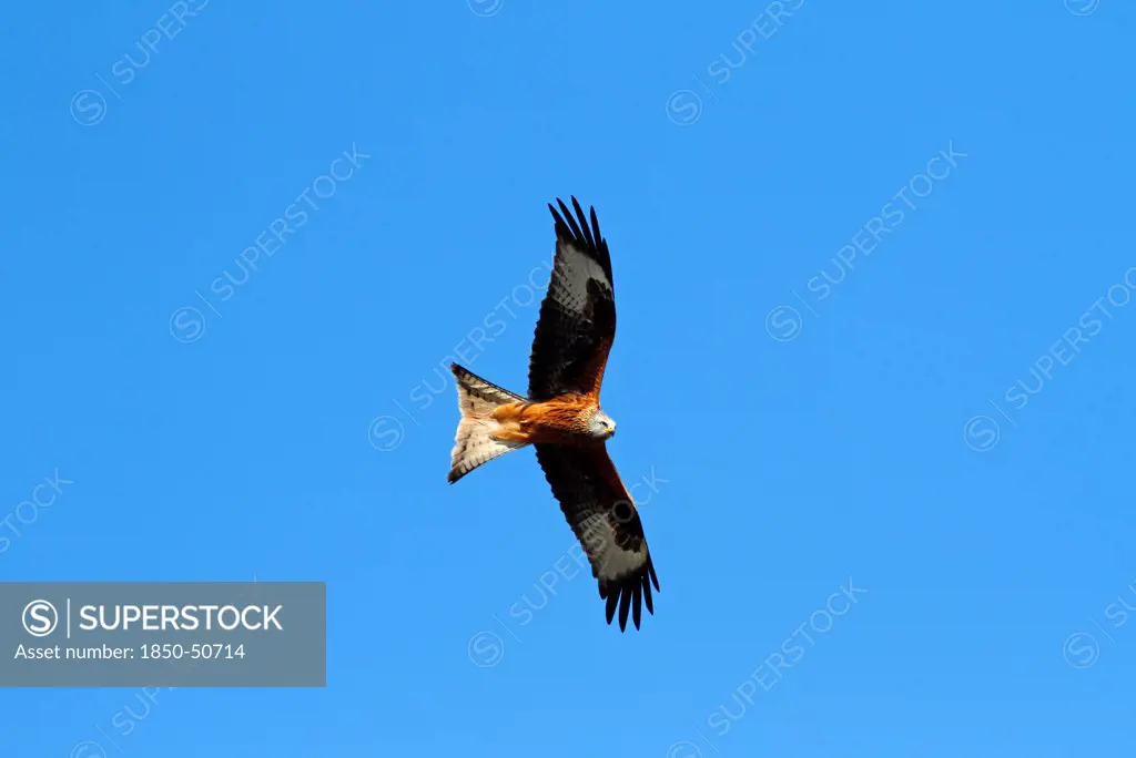 Animals, Birds, Bird of Prey, Red kite Milvus milvus Soaring against blue sky Rhayder Powys Mid Wales UK.