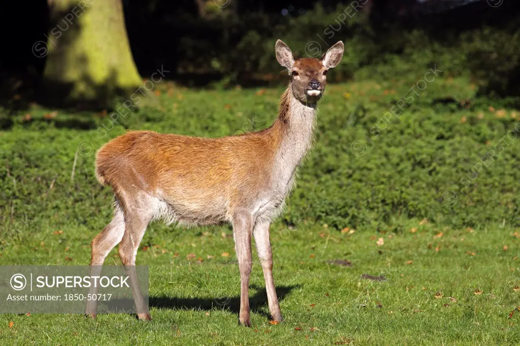 Animals, Mammals, Deer, Red deer Cervus elaphus Female standing at edge of woodland feeding with grass in mouth Tatton Cheshire England UK.