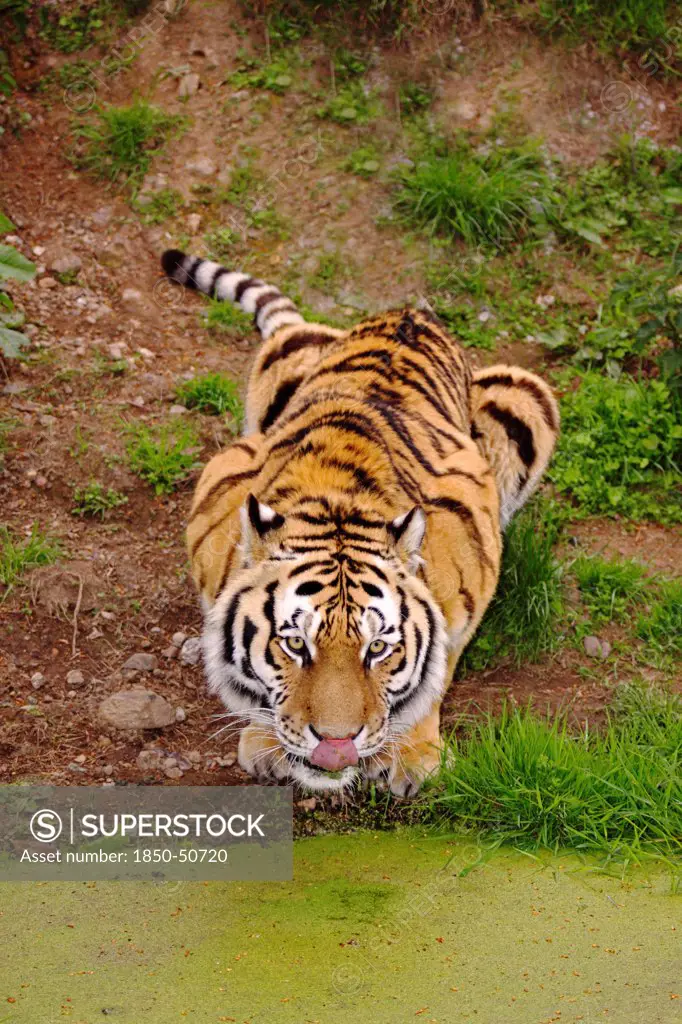 Animals, Big Cats, Tigers, Siberian amur tiger Panthera tigris altaica also known as Amur Tiger crouching down and drinking from stagnant pool of water.