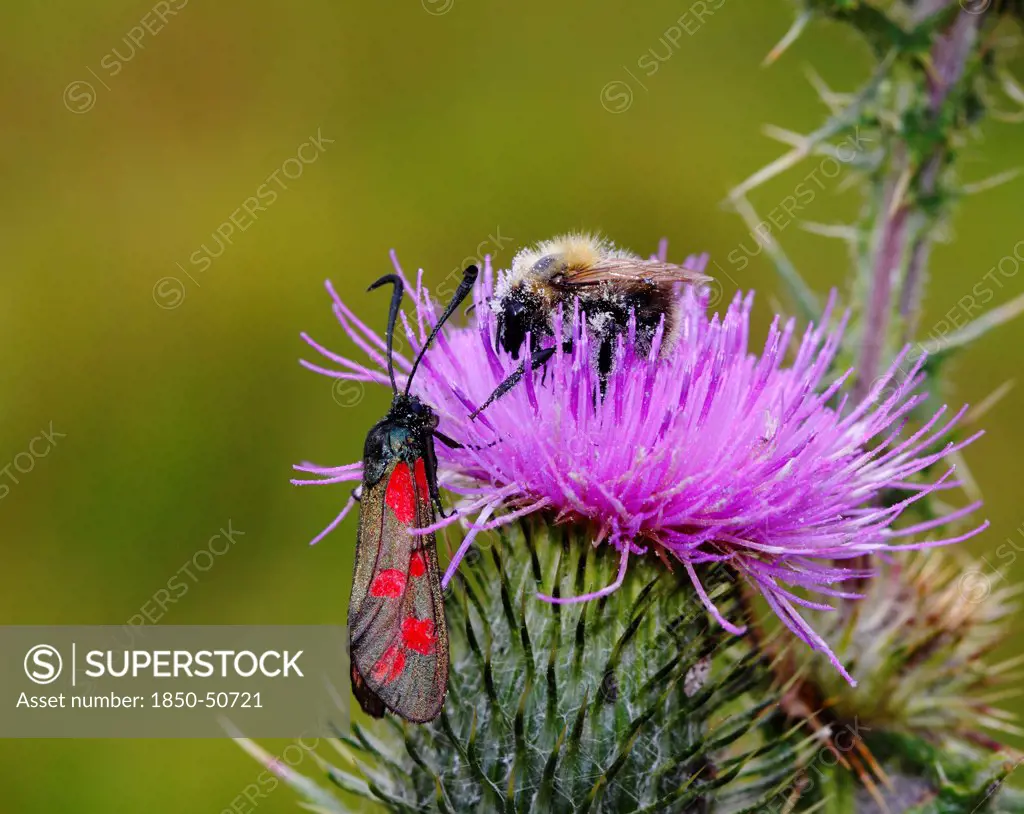 Animals, Insects, Bees, Six-spot Burnet Moth Zygaena filipendulae and Bee vying for Pollen on head of Thistle Shropshire England UK.