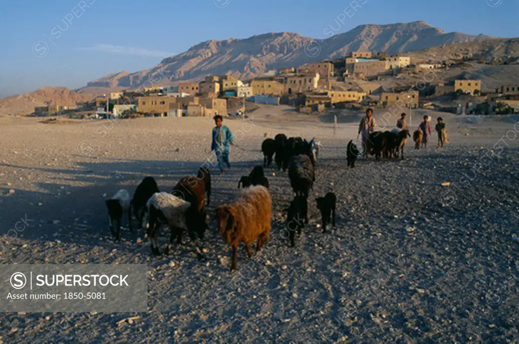 Egypt, Upper Egypt, Old Qurna, Children Herding Sheep Away From The Village And Hills In The Background