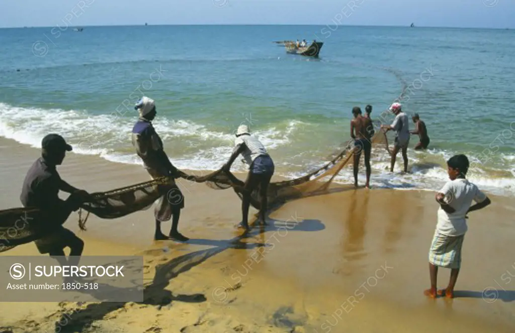 Sri Lanka, Negombo, Fishermen Hauling Seine Net Ashore On West Coast Beach.