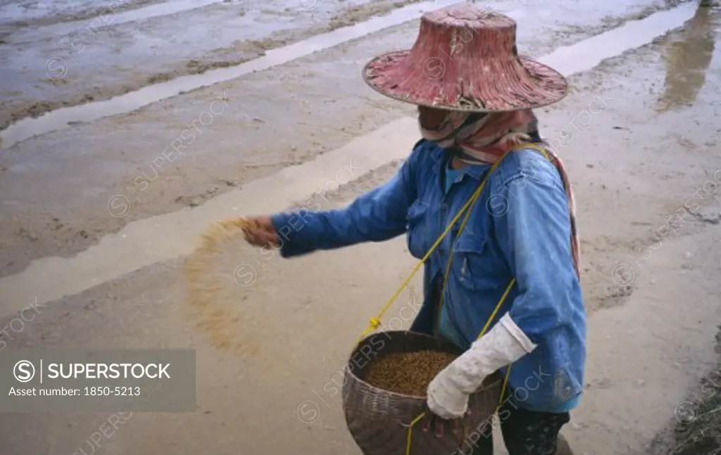 Thailand, Phrae Province , Looking Down On Person Sowing Rice By Throwing Seeds