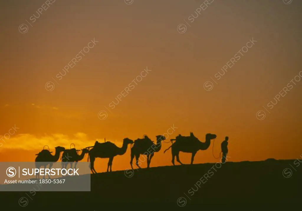 China, Gansu, Dunhuang, Camel Train On Ridge Of Sand Dune At Sunset In The Desert On The Silk Route