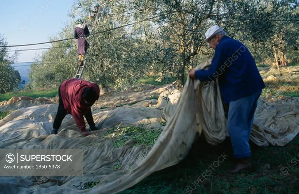 Italy, Tuscany, Farming, Olive Pickers Collecting The Crop In Large Sheets Of Material.