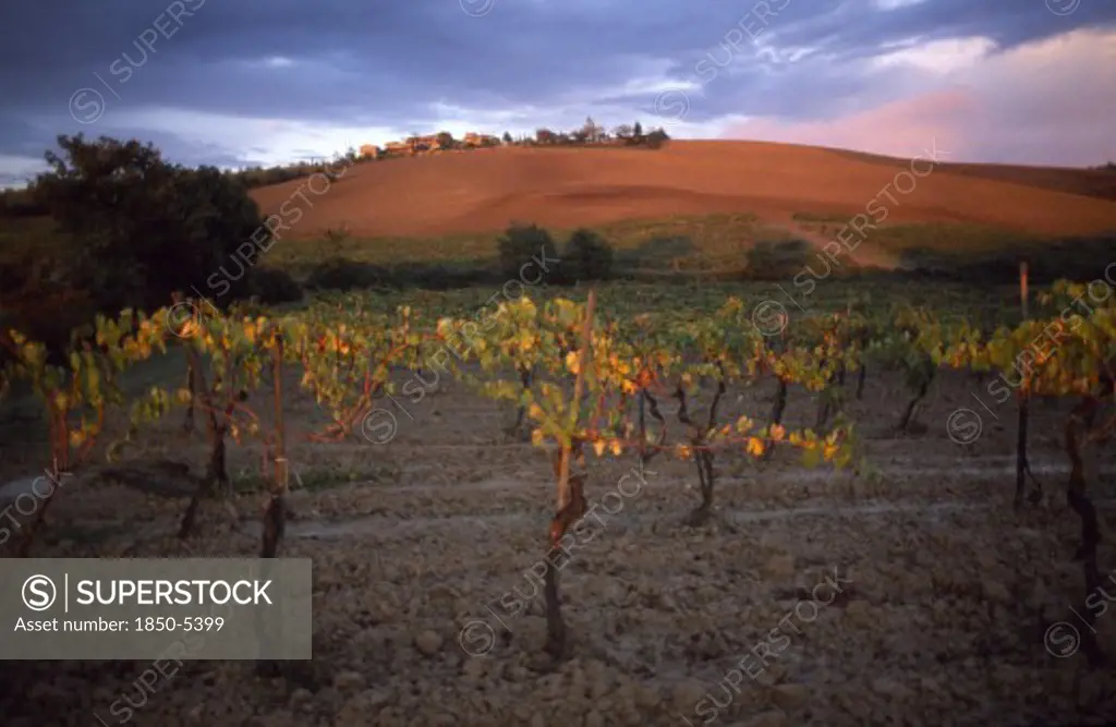 Italy, Tuscany, Chianti, Vines At Sunset With A Ploughed Field On The Hillside Behind.