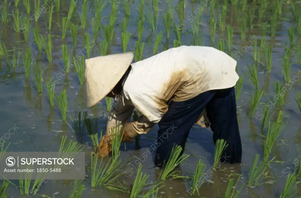 Malaysia, Kedah, Langkawi, Woman Planting Rice In A Paddy Field At Laman Padi Rice Garden In Cenang