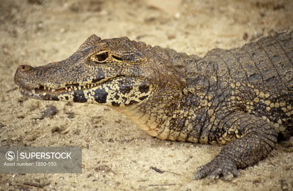 Sealife, Reptiles, Crocodiles, Caiman ( Caiman Crocodilus ) Head And Front Foot Portrait On The Sand In Brazil