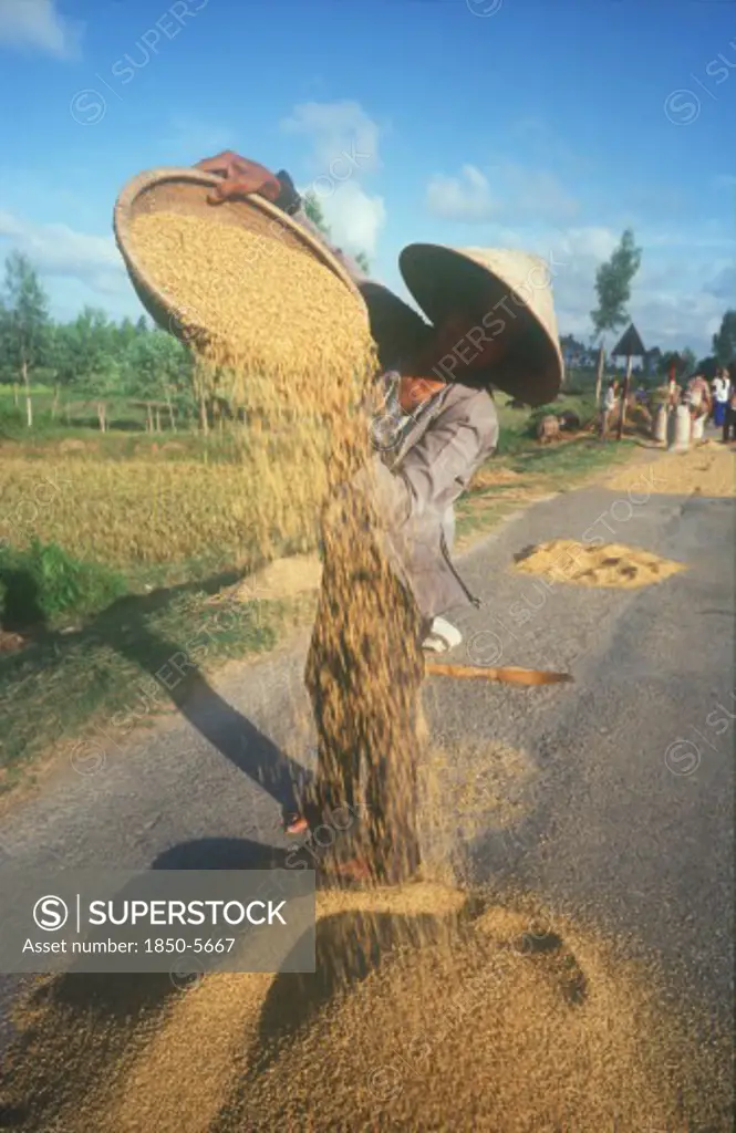 Vietnam, Tam Ky, Woman Winnowing Rice On A Roadway.