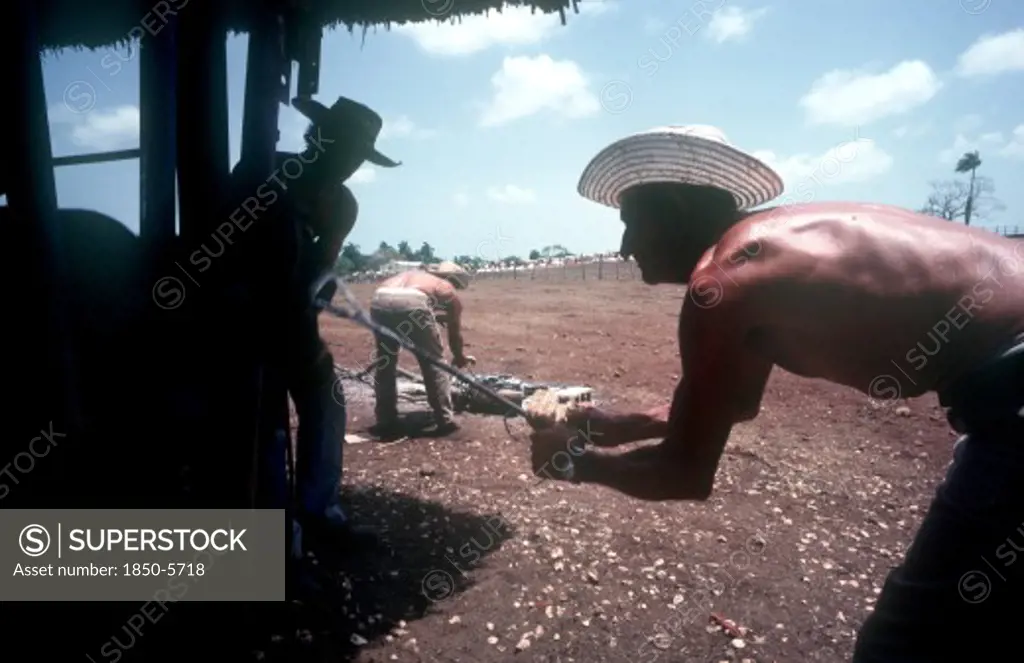 Cuba, Holguin, Los Angeles, Men Branding Cattle Held In A Cage On A Ranch