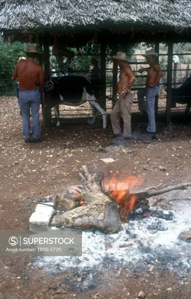 Cuba, Holguin, Los Angeles, Men Branding Cattle Held In A Cage On A Ranch With The Branding Irons In A Fire In The Foreground