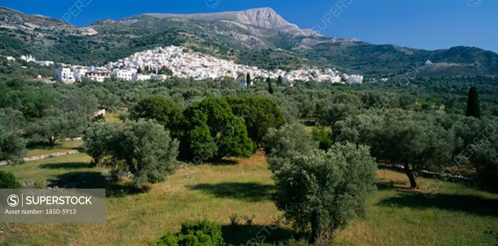 Greece, Cyclades Islands, Naxos, View Over Olive Trees Towards White Painted Village And Mountains Behind.