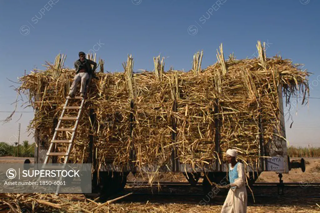 Egypt, Nile Valley, Aswan, Men Loading Harvested Sugar Cane Onto A Train
