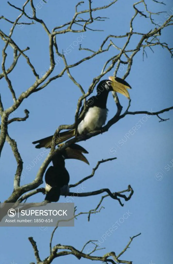 Wildlife, Birds, Toucans, A Pair Of Malabar Pied Hornbills Sitting In A Tree At Wilpettu In Sri Lanka