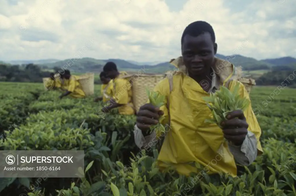 Malawi, Industry, Workers On Tea Plantation.