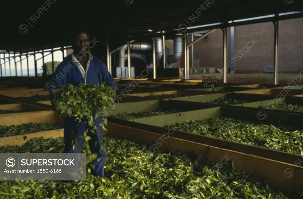 Malawi, Industry, Worker Holding Bundle Of Tea Standing In Drying Leaves.