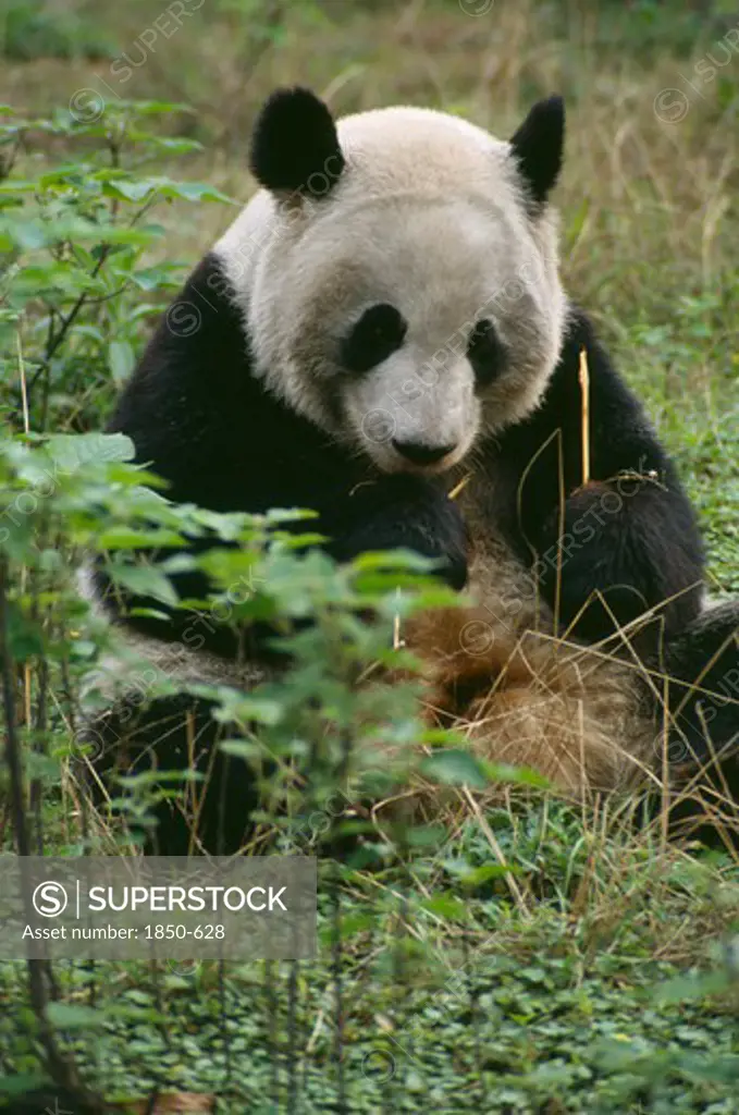 Wildlife, Bears, Panda, Giant Panda Sitting On The Ground Eating Bamboo At Chengdu Zoo
