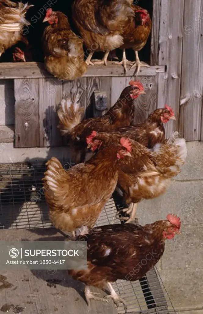 Agriculture, Farming, Poultry, Free Range Hens Exiting Their Coop.