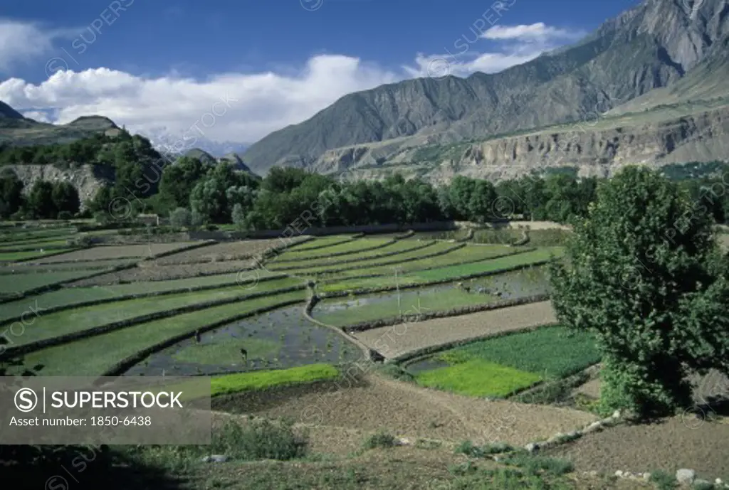 Pakistan, Chitral Valley, Ayun, View Over Rice Terraces