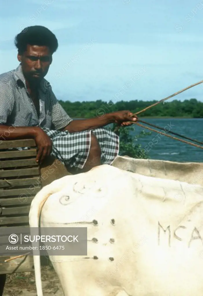 Sri Lanka , China Bay, Local Man On Ferry With Ox Cart.  Cropped View Of Oxen  Decorative Markings Cut Into Hide.