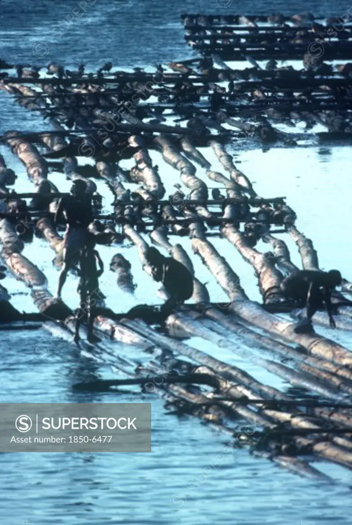 Sri Lanka , Colombo, Logging Workers And Logs Floating Down River