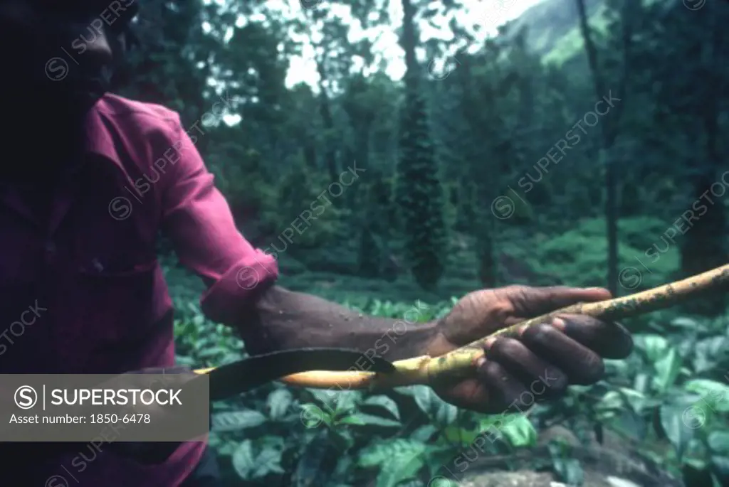 Sri Lanka , Agriculture, Local Man Peeling Cinnamon.