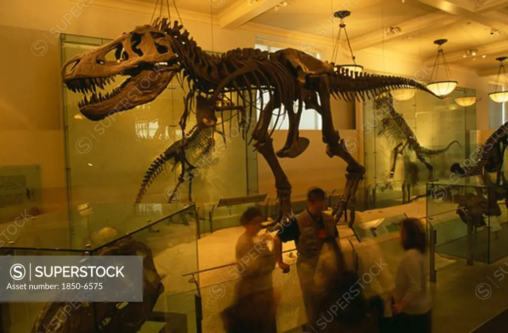 Usa, New York , New York City, Natural History Museum. Dinosaur Skeleton Exhibit