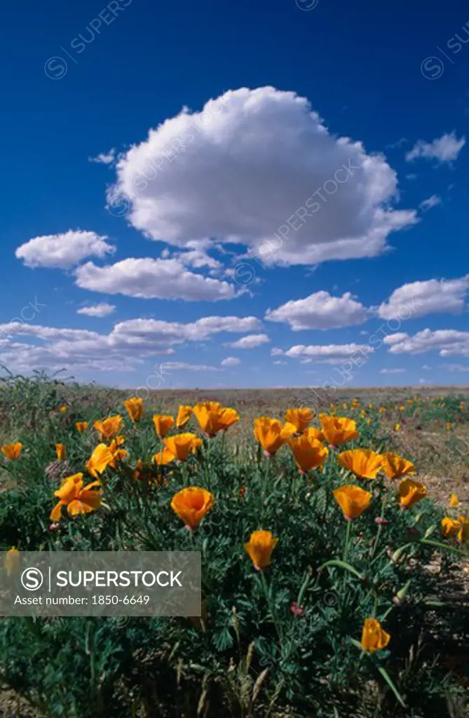Usa, Nevada, South Of Bolder City, Bright Yellow Flowers In A Field With White Fluffy Clouds In A Blue Sky