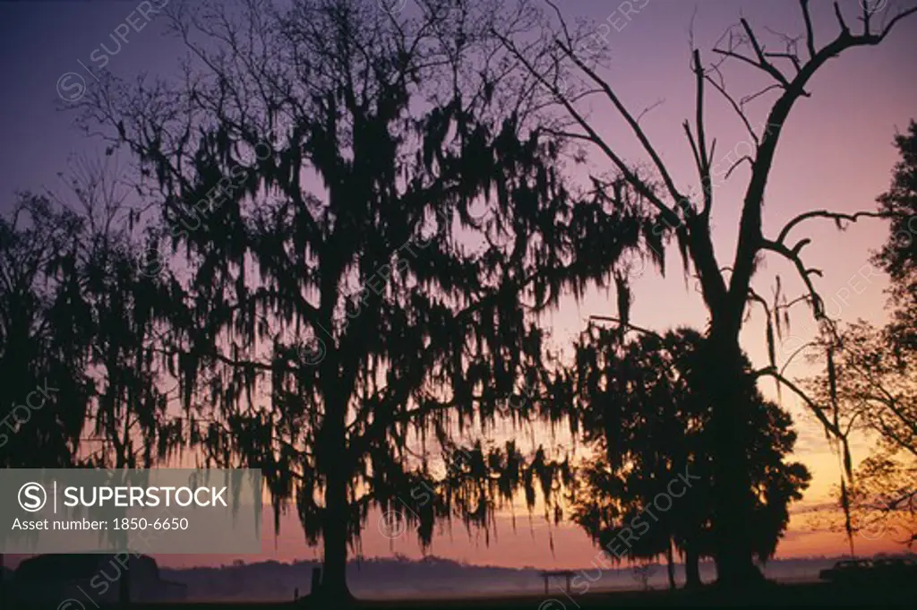 Usa, Louisiana, Near Montegut, Willow Trees With Spanish Moss Silhouetted At Sunrise